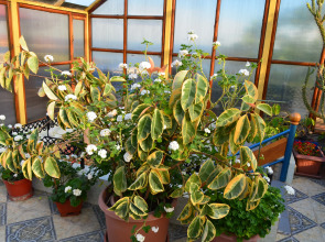 Гостевой дом Медный Всадник