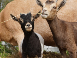 Дом Уютный в стиле Прованс