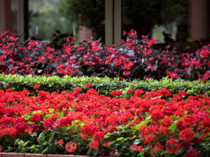 Arum Barut Collection - Ultra All Inclusive