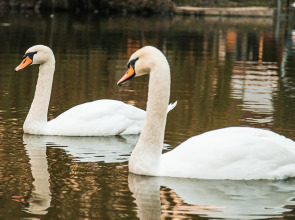 База отдыха Alpina Family Park