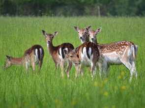 Замок La Ferme de Reve