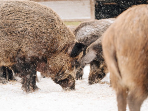 База отдыха Агротуристический комплекс Эль Ранчо