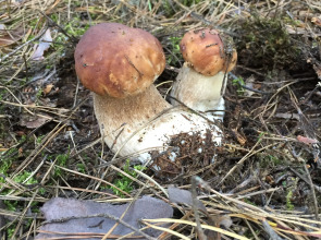 Бутик-отель Эко-Поместье Озера