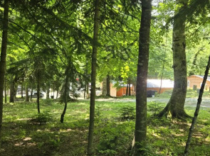 Горная Мята