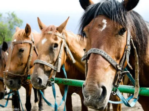 Жилые помещения Эко дом Перевальное
