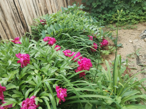 Бунгало Пляжный домик