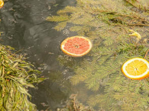 Гостевой дом Кикино на Веле