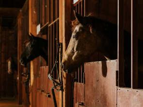 База отдыха Агротуристический комплекс Эль Ранчо