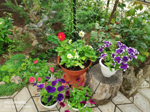 Гостевой Дом У Чижика