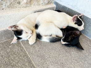 Отель Kaleli Deluxe Homes