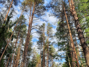 Гостевой дом Усадьба Коноваловых