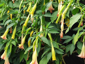 Гостевой дом Морская сказка