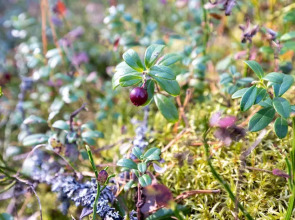 Отель База отдыха Заветное