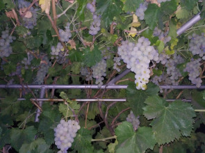 Гостевой Дом Lusya B&B