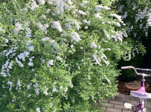 Апартаменты Розовый Шоколад