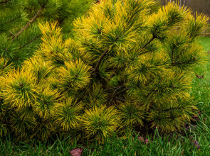 RentalSPb Redlake Красное Озеро