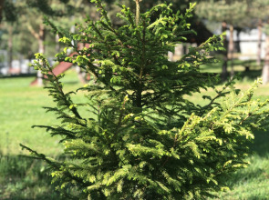 Отель Загородный Лежневская Лагуна