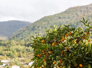 Меблированные комнаты Никус