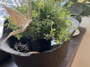 Апартаменты Оранжерея