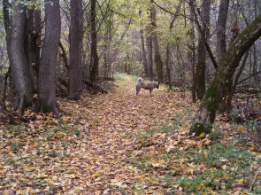 Гостевой дом на Есенина