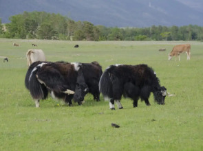Гостевой дом Мухтуя