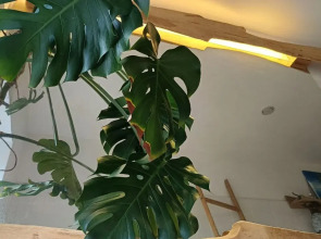 Частный Дом Zen Lodge Красная Поляна