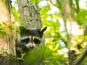 Гостевой дом Предгорье Сукко