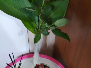 Частный Дом Шанти