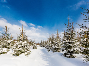 База отдыха Агротуристический комплекс Эль Ранчо