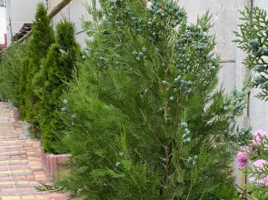 Гостевой дом RiHotel Крым