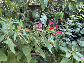 Гостевой дом Морская сказка