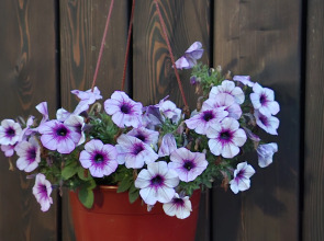 Глэмпинг Солнце, воздух и вода