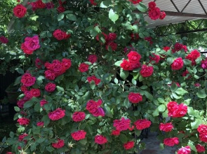 Гостевой дом ИЮЛЬ