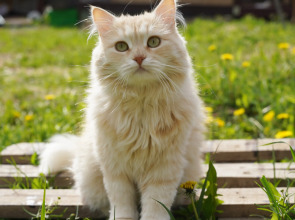 Дом Уютный в стиле Прованс