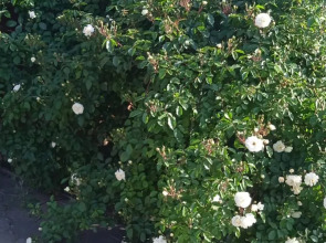 Гостевой Дом на Кленовой