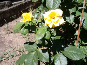 Гостевой дом на Стасова