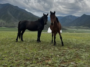 Глэмпинг Brosko Terra