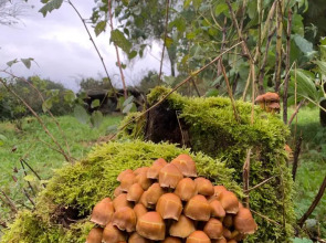 Изба Пасечника Пятиместная Хутор Медовый