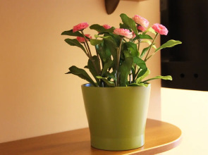 Мини-отель Хит