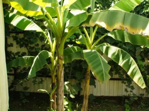 Гостевой дом Лукоморье в Алахадзе