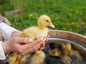 Дом Уютный в стиле Прованс