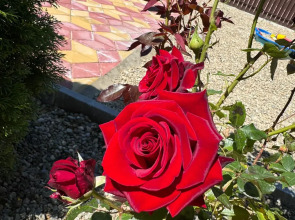 Гостевой дом Деревянные Домики под Ключ на ПК Кавказ