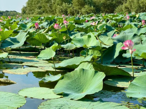 База отдыха Домик в Лотосах