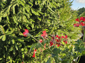 Гостевой дом Миниотелик