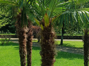 Апартаменты Агой Оазис