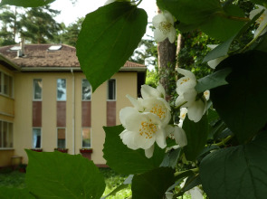 Гостевой дом на Королева