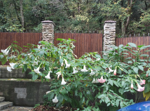 Гостевой Дом Агава