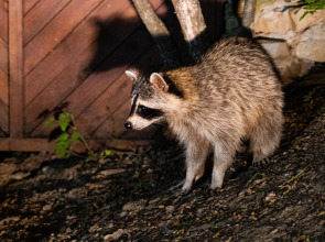 Гостевой дом Предгорье Сукко