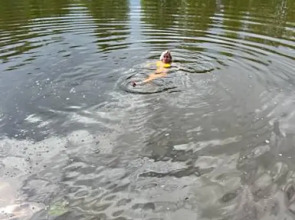 База Отдыха Земляничная Поляна