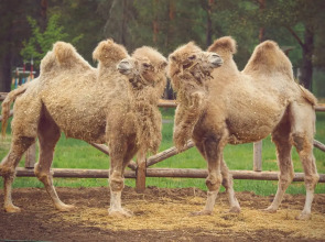 Отель Яхонты Ногинск